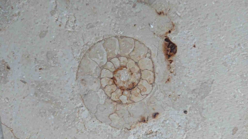 Fossilien im Jura Marmor