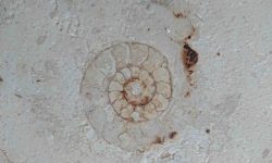 Jura Fossil Ammonit gebürstet